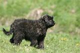 BOUVIER DES FLANDRES 344